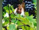 in vigna