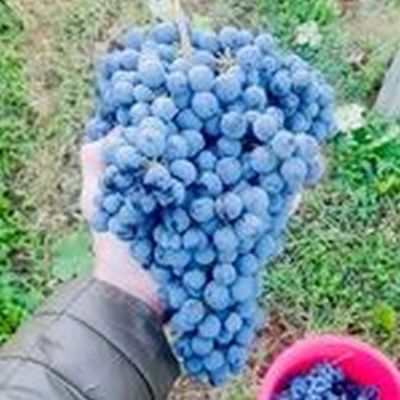 in vigna