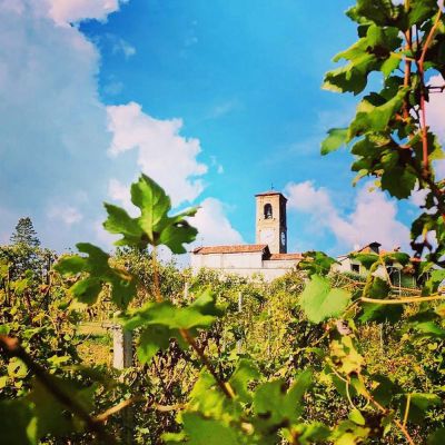 in vigna