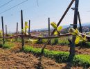 in vigna