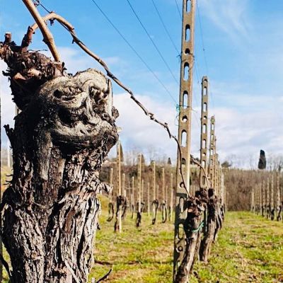 in vigna