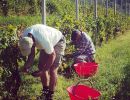in vigna